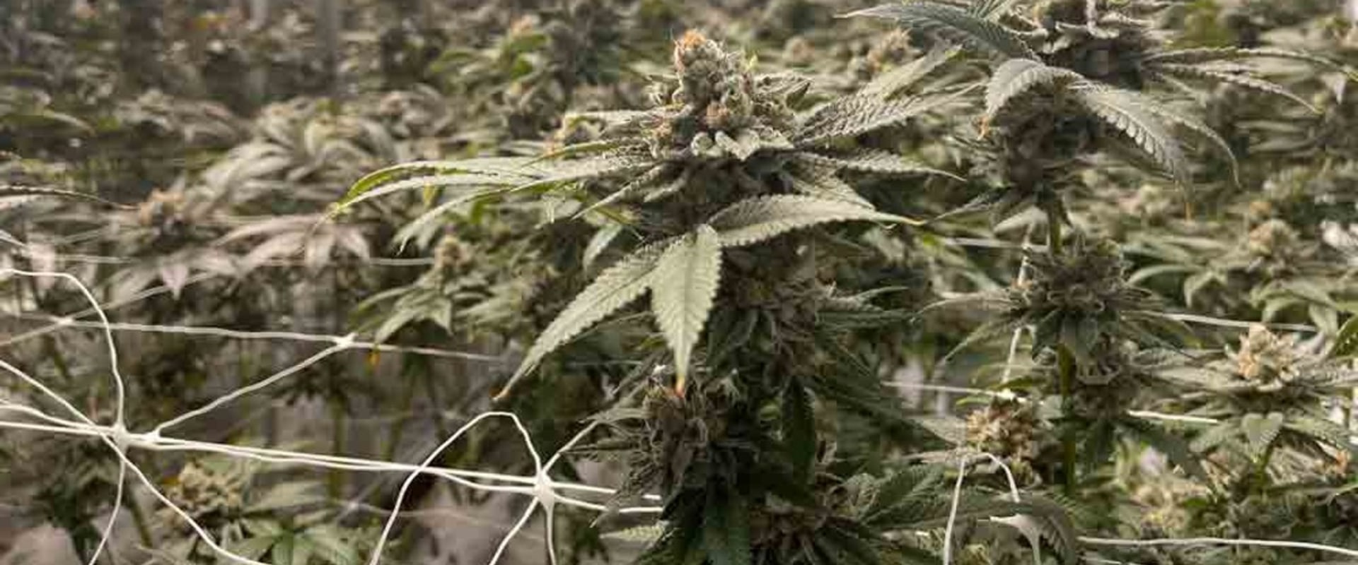 what-is-medical-cannabis-in-florida