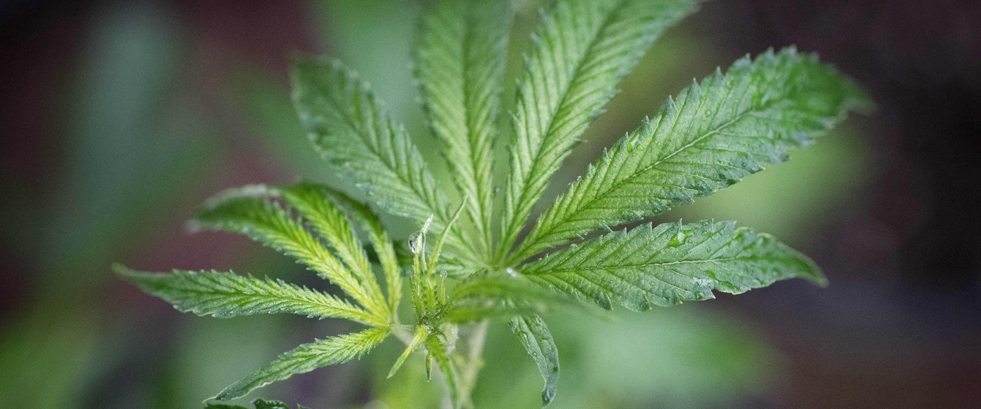 how-much-is-a-medical-marijuanas-card-in-michigan